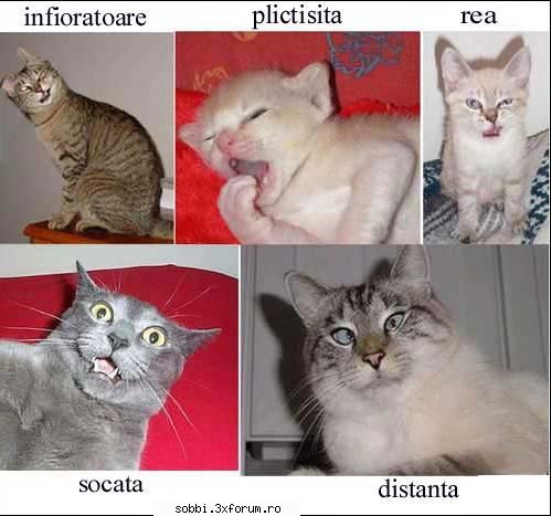 :p pic amuzante